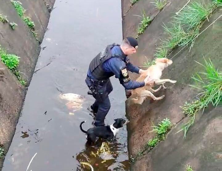 GCM RESGATA CÃES QUE CAÍRAM EM CANAL NA PRAIA GRANDE