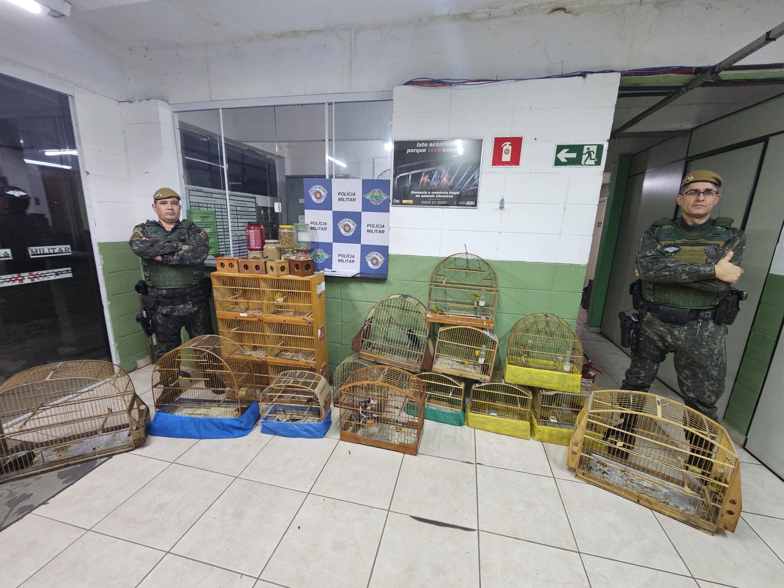 POLÍCIA MILITAR AMBIENTAL RESGATA 38 PÁSSAROS SILVESTRE MANTIDOS ILEGALMENTE EM CATIVEIRO NA ZONA LESTE DE SÃO PAULO
