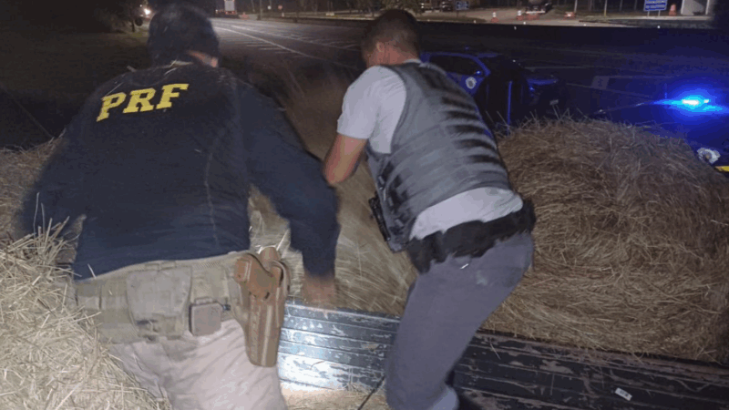 POLÍCIAS MILITAR E FEDERAL APREENDEM 415 QUILOS DE MACONHA ESCONDIDOS EM CARGA DE FENO NA DUTRA