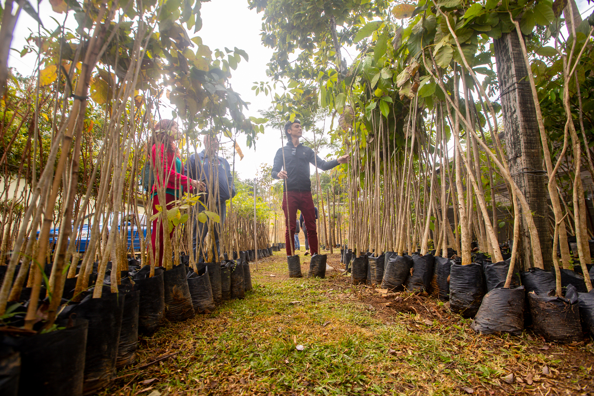 GUARAREMA INICIA SEMANA DO MEIO AMBIENTE COM DISTRIBUIÇÃO DE MUDAS NATIVAS
