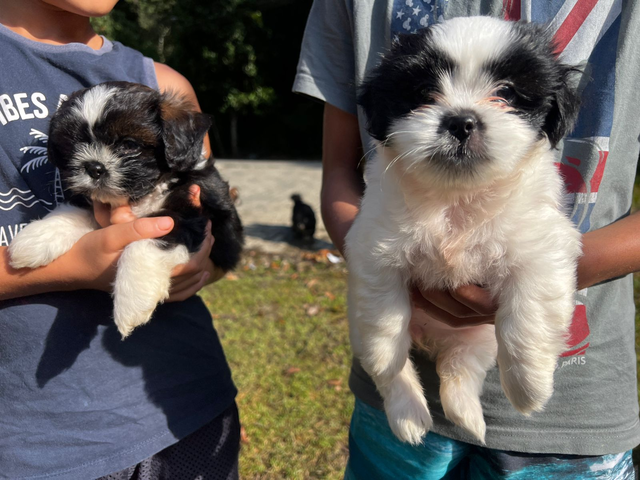 PROGRAMA BEM‑ESTAR ANIMAL VACINA E ATENDE 26 PETS NO BAIRRO CAMARÃO, EM ILHABELA