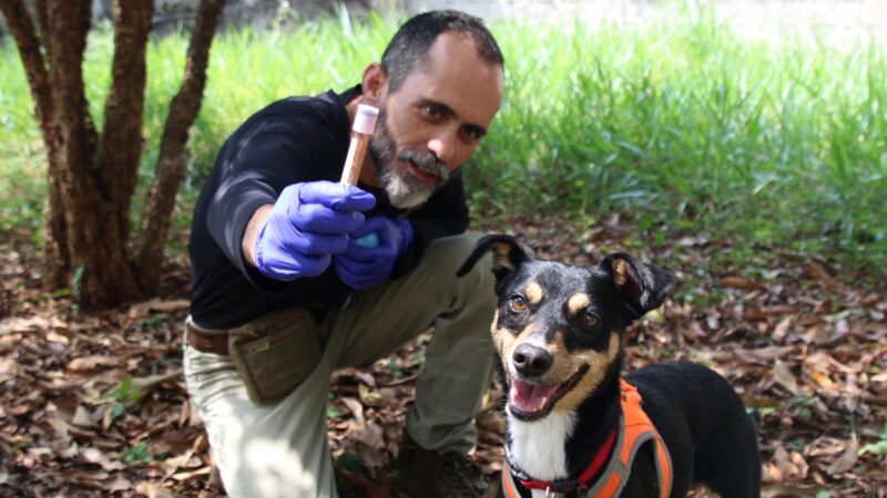 VIRA-LATA RESGATADA SE TORNA CÃO PERITO DA POLÍCIA CIENTÍFICA EM SÃO PAULO