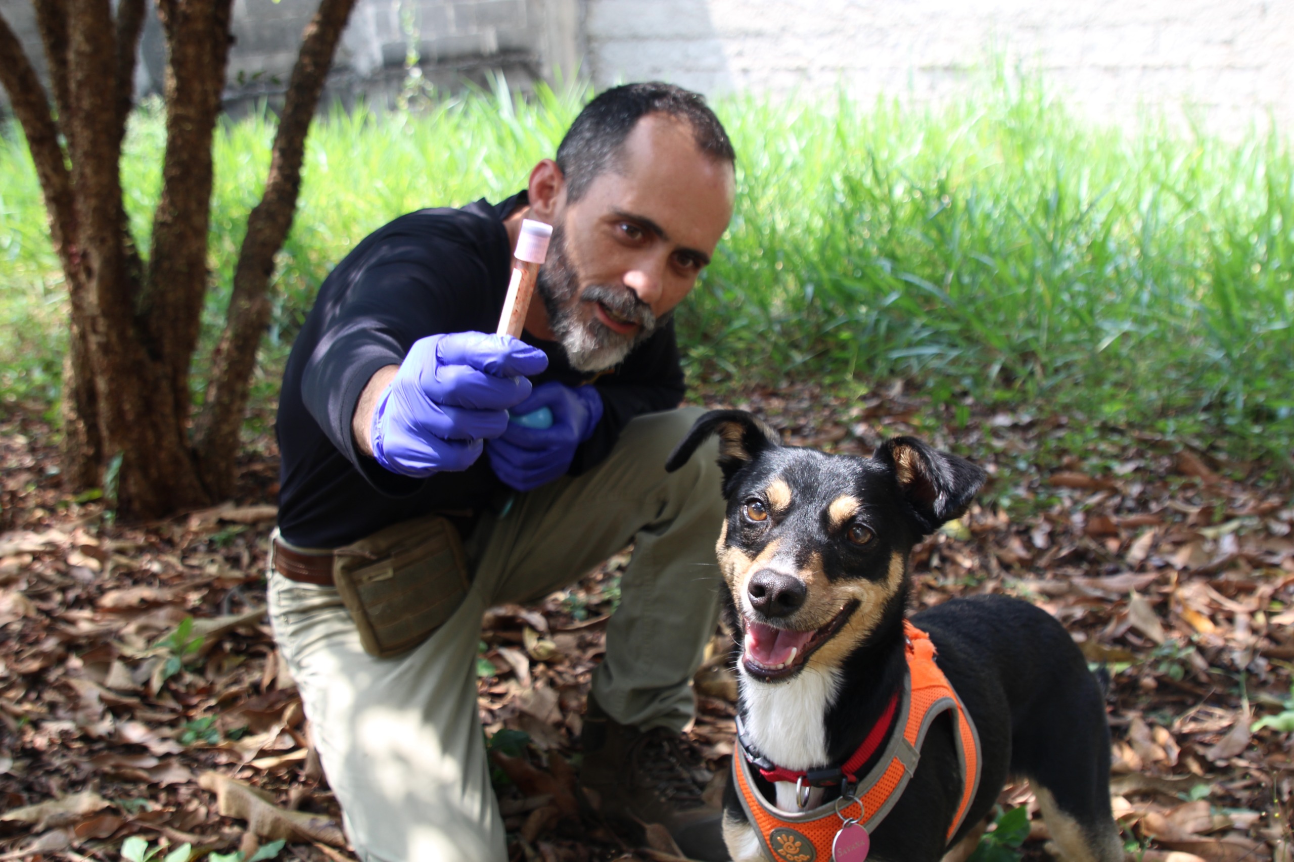 VIRA-LATA RESGATADA SE TORNA CÃO PERITO DA POLÍCIA CIENTÍFICA EM SÃO PAULO