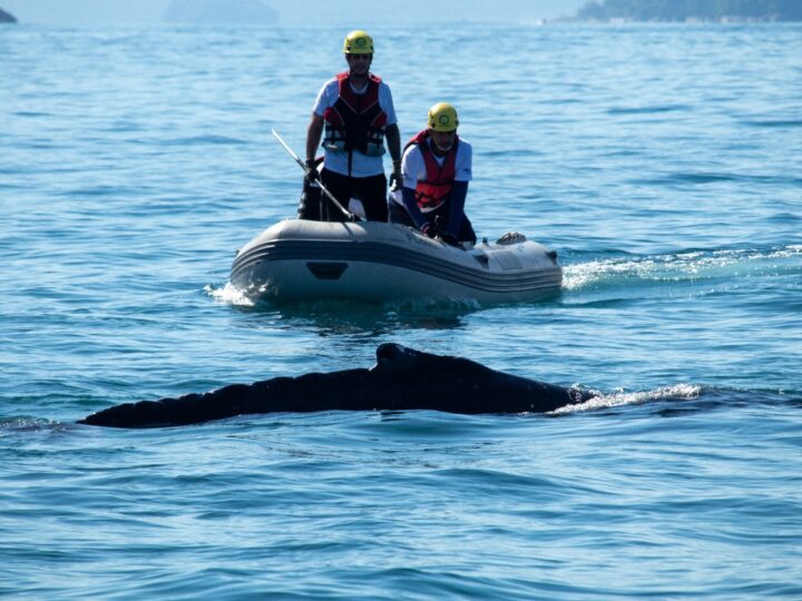 BALEIA-JUBARTE É RESGATADA PELA SEGUNDA VEZ EM UBATUBA APÓS NOVO ENREDAMENTO EM REDE DE PESCA