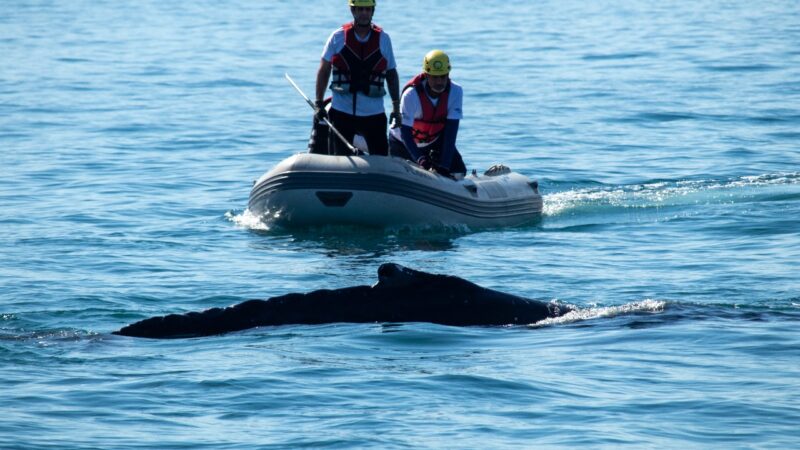 BALEIA-JUBARTE É RESGATADA PELA SEGUNDA VEZ EM UBATUBA APÓS NOVO ENREDAMENTO EM REDE DE PESCA