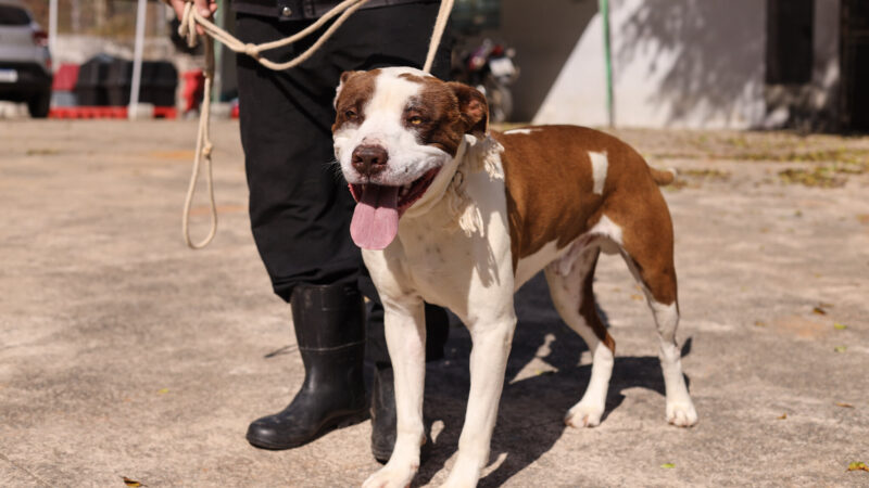 PROGRAMA ‘BORA SER FELIZ’ RECEBE DOIS NOVOS CÃES PARA ADOÇÃO EM GUARAREMA