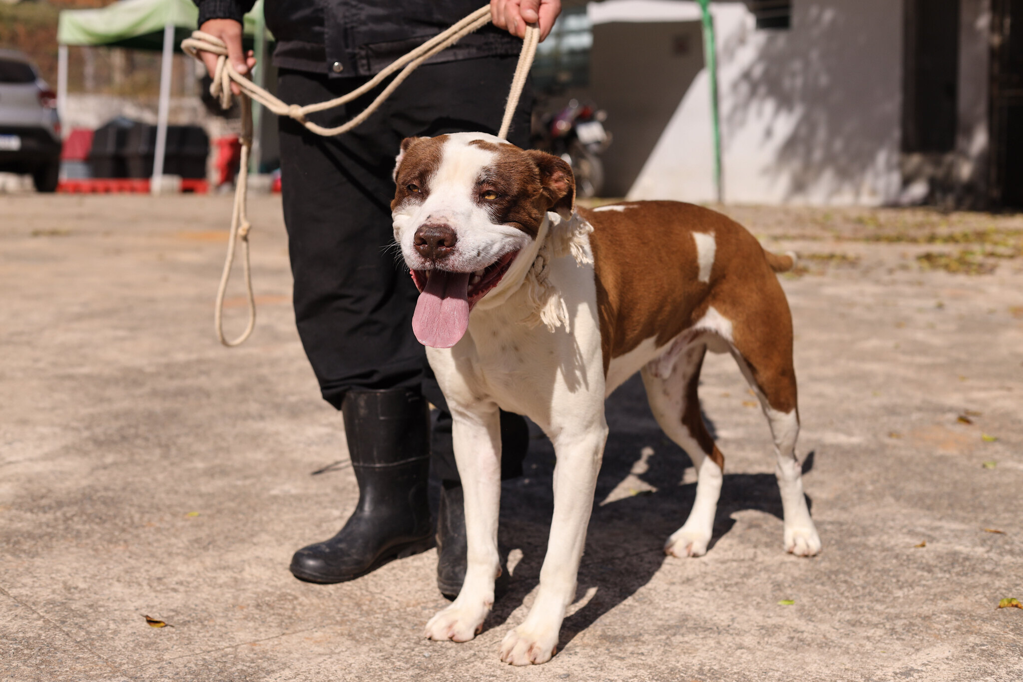 PROGRAMA ‘BORA SER FELIZ’ RECEBE DOIS NOVOS CÃES PARA ADOÇÃO EM GUARAREMA