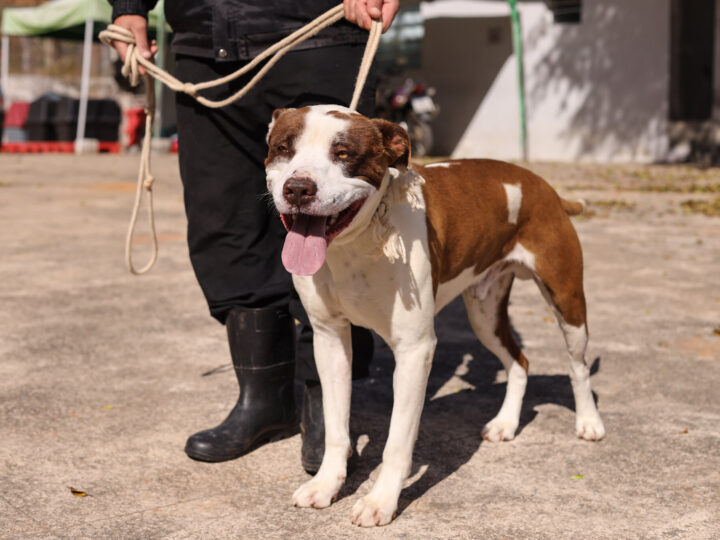 PROGRAMA ‘BORA SER FELIZ’ RECEBE DOIS NOVOS CÃES PARA ADOÇÃO EM GUARAREMA