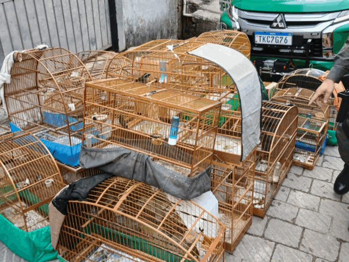 GCM DE GUARULHOS APREENDE 20 AVES SILVESTRES EM CATIVEIRO ILEGAL NA VILA SÃO JOÃO BATISTA