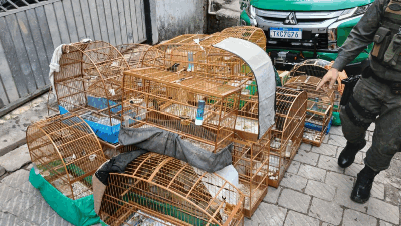 GCM DE GUARULHOS APREENDE 20 AVES SILVESTRES EM CATIVEIRO ILEGAL NA VILA SÃO JOÃO BATISTA