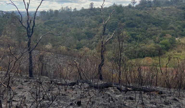 INCÊNDIO CRIMINOSO ATINGE 35 MIL M² NO ENTORNO DO PARQUE ESTADUAL DO JUQUERY