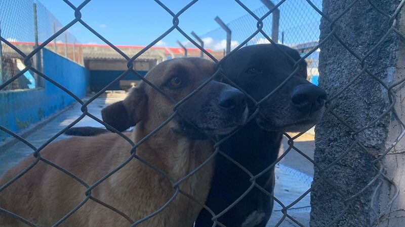 CARAGUATATUBA ABRE 150 VAGAS PARA AVALIAÇÃO DE CÃES E GATOS NO CONTROLE POPULACIONAL