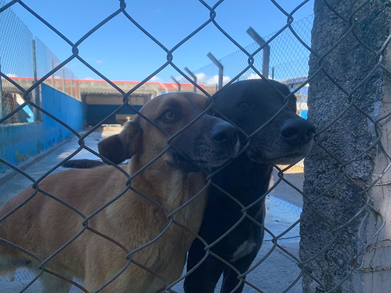 CARAGUATATUBA ABRE 150 VAGAS PARA AVALIAÇÃO DE CÃES E GATOS NO CONTROLE POPULACIONAL