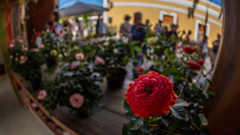 GUARAREMA ABRE COMEMORAÇÃO DOS 126 ANOS COM O 5º FESTIVAL DE FLORES E LICORES