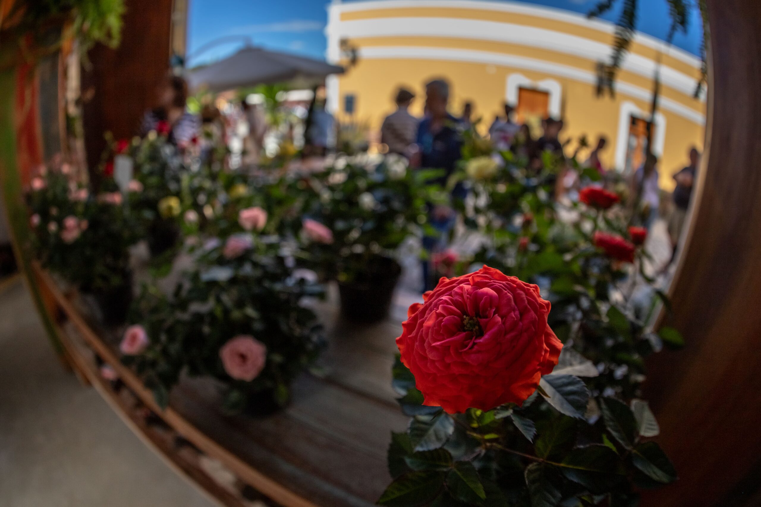 GUARAREMA ABRE COMEMORAÇÃO DOS 126 ANOS COM O 5º FESTIVAL DE FLORES E LICORES