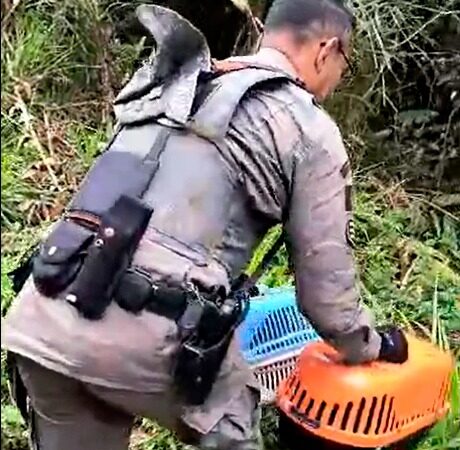 GCM AMBIENTAL DE SÃO BERNARDO RESGATA FAMÍLIA DE SARUÊS EM ESCOLA