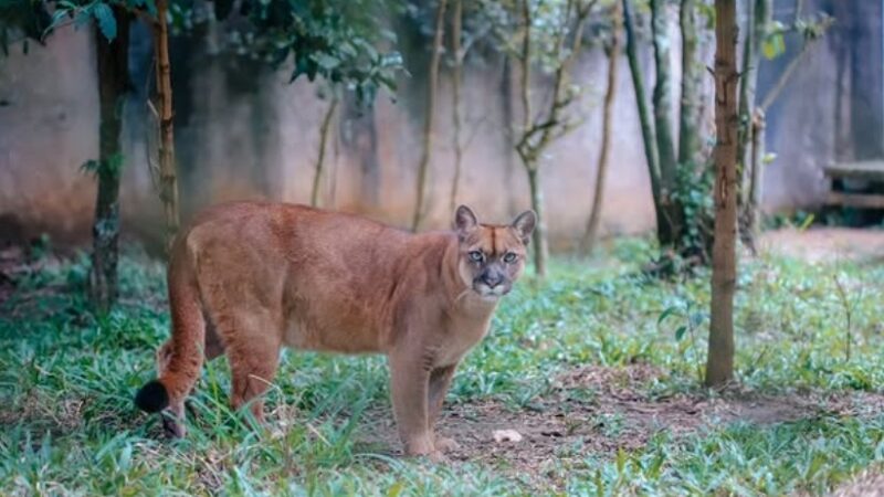 ZOO DE SÃO BERNARDO CELEBRA 40 ANOS NESTE DOMINGO COM PROGRAMAÇÃO ESPECIAL