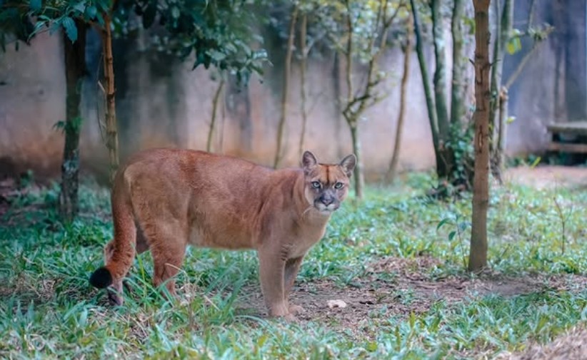 ZOO DE SÃO BERNARDO CELEBRA 40 ANOS NESTE DOMINGO COM PROGRAMAÇÃO ESPECIAL