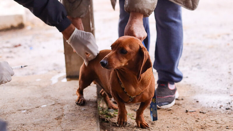 PROGRAMA “BORA SER FELIZ” DE GUARAREMA OFERECE ADOÇÃO, CASTRAÇÃO E VACINAÇÃO GRATUITA PARA CÃES E GATOS