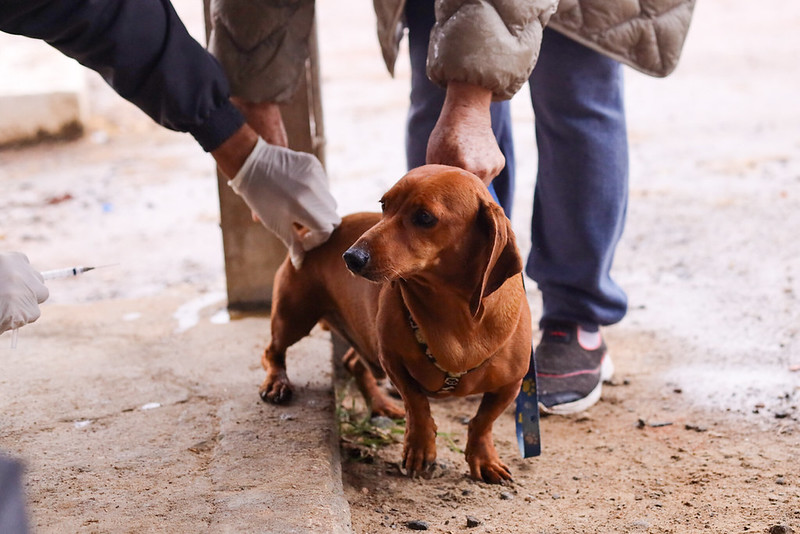 PROGRAMA “BORA SER FELIZ” DE GUARAREMA OFERECE ADOÇÃO, CASTRAÇÃO E VACINAÇÃO GRATUITA PARA CÃES E GATOS
