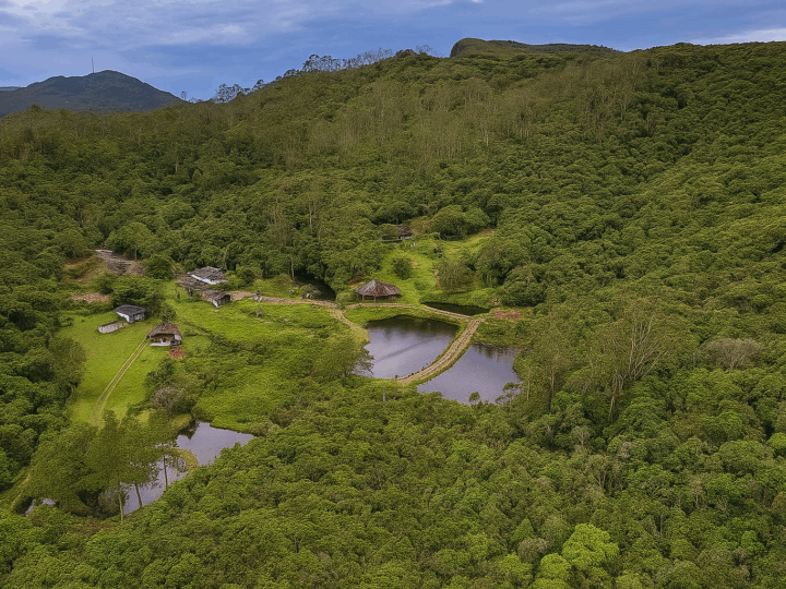 INOVAÇÃO NA MATA ATLÂNTICA: BIRITIBA MIRIM SERÁ SEDE DE PROJETO PIONEIRO COM ROBÔ PARA COLHEITA DE AÇAÍ JUÇARA