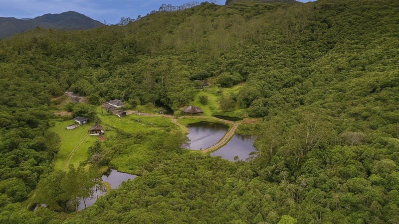 INOVAÇÃO NA MATA ATLÂNTICA: BIRITIBA MIRIM SERÁ SEDE DE PROJETO PIONEIRO COM ROBÔ PARA COLHEITA DE AÇAÍ JUÇARA