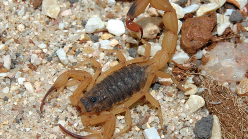 SAÚDE DE SP ALERTA PARA AUMENTO DE ACIDENTES COM ESCORPIÕES NO VERÃO; MAIS DE 34 MIL CASOS JÁ FORAM REGISTRADOS