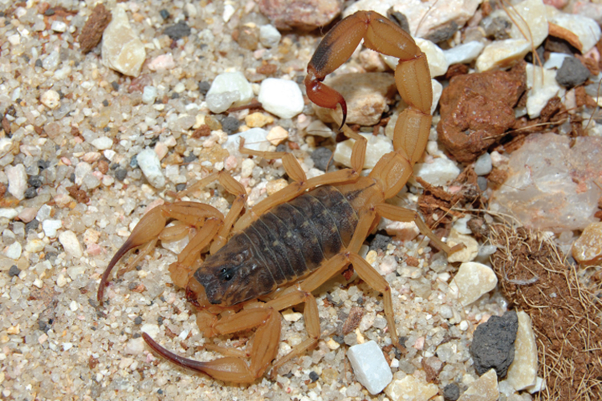 SAÚDE DE SP ALERTA PARA AUMENTO DE ACIDENTES COM ESCORPIÕES NO VERÃO; MAIS DE 34 MIL CASOS JÁ FORAM REGISTRADOS