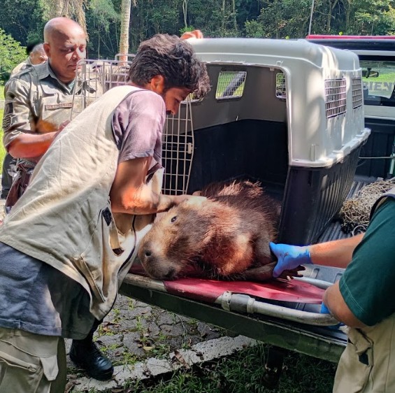 GCM AMBIENTAL DE SÃO BERNARDO RESGATA CAPIVARA FERIDA NO BAIRRO DEMARCHI