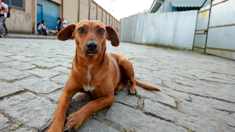 SÃO PAULO REGISTRA QUASE 50 MIL DENÚNCIAS DE MAUS-TRATOS A ANIMAIS DESDE 2023