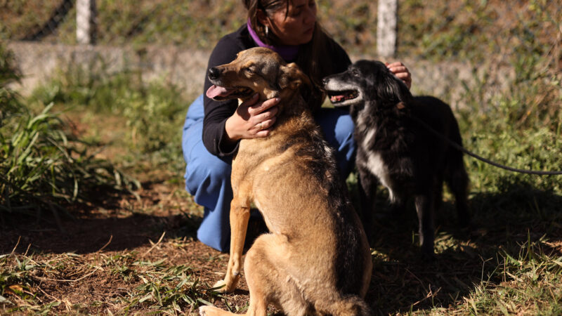 PROGRAMA BORA SER FELIZ ESTIMULA ADOÇÃO RESPONSÁVEL E CUIDADO ANIMAL EM GUARAREMA
