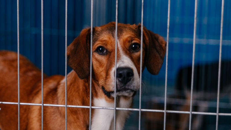 CCZ DE SÃO BERNARDO REALIZA PRIMEIRA FEIRA DE ADOÇÃO DE 2026 NESTE SÁBADO