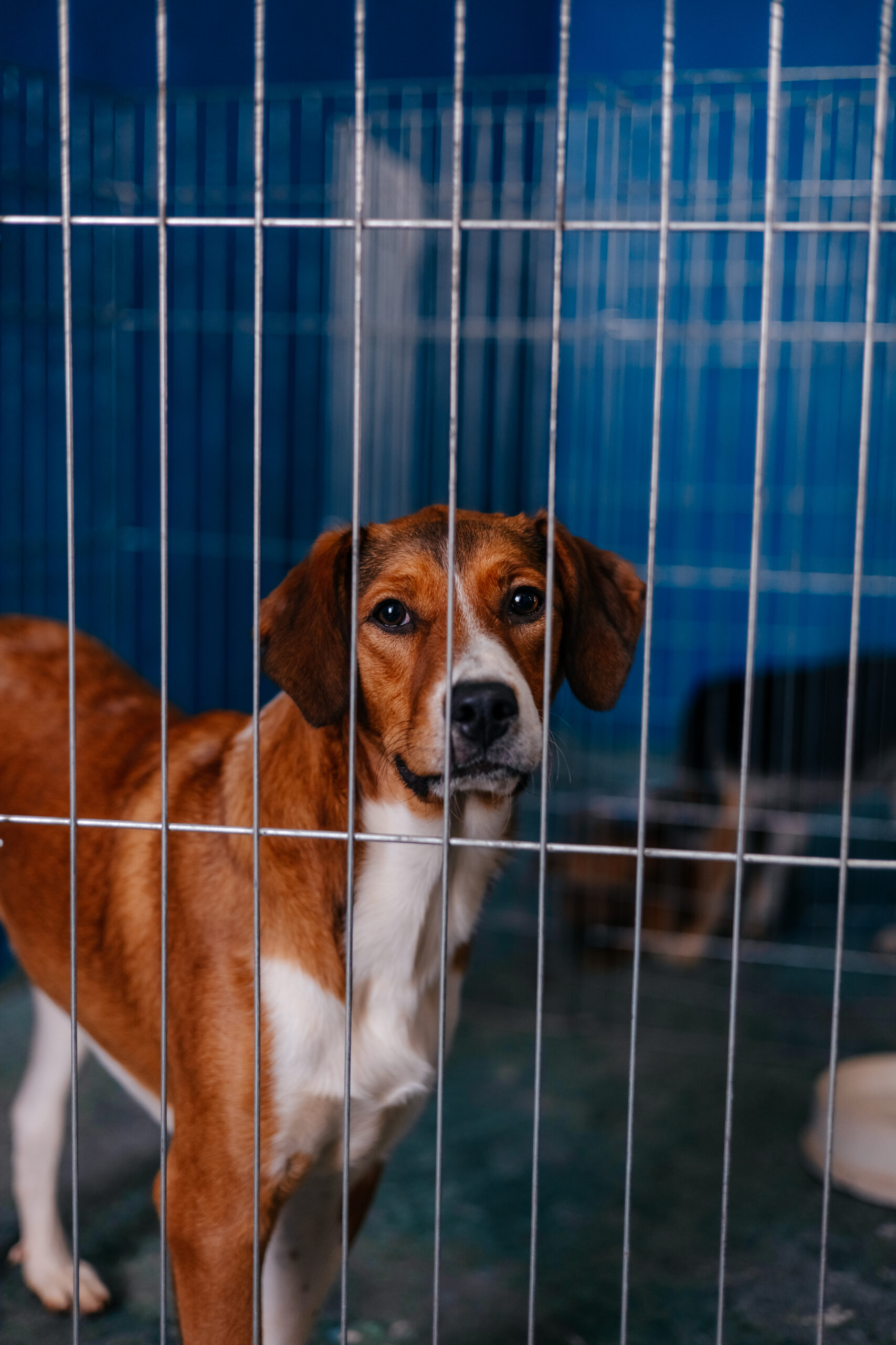 CCZ DE SÃO BERNARDO REALIZA PRIMEIRA FEIRA DE ADOÇÃO DE 2026 NESTE SÁBADO