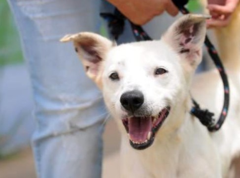 FEIRA DE ADOÇÃO DE CÃES E GATOS ACONTECE NESTE SÁBADO EM GUARULHOS