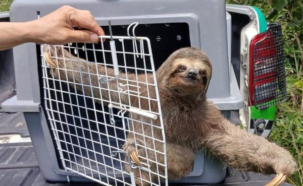 GCM DE GUARULHOS RESGATA MAIS DE 1,6 MIL ANIMAIS SILVESTRES EM 14 MESES