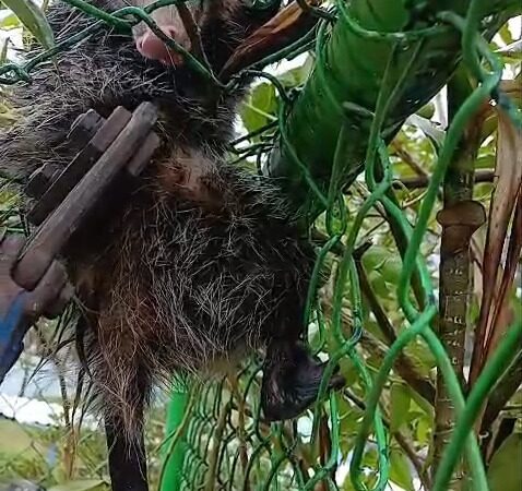 GCM AMBIENTAL RESGATA SARUÊ PRESO EM ALAMBRADO DE ESCOLA EM SÃO BERNARDO