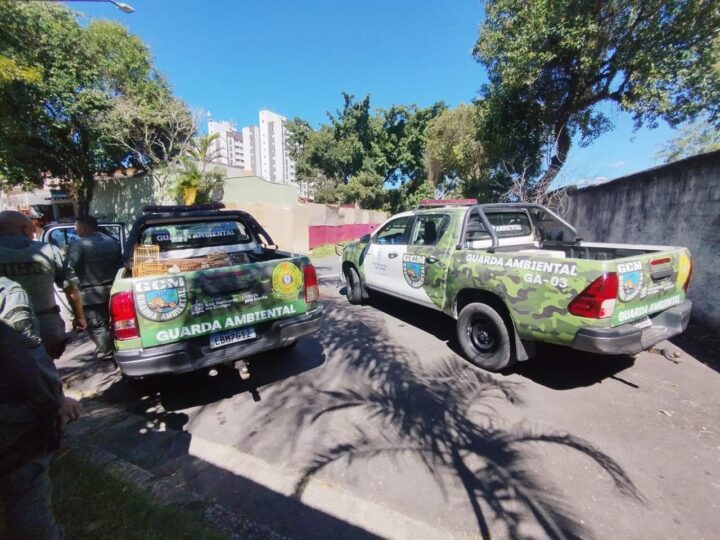 GCM FLAGRA CRIAÇÃO IRREGULAR DE AVES SILVESTRES E APLICA MULTA DE R$ 41 MIL EM SÃO BERNARDO