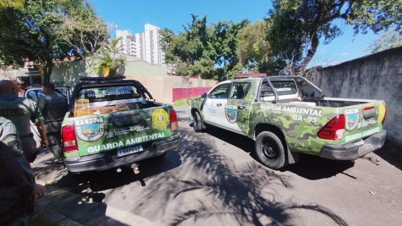 GCM FLAGRA CRIAÇÃO IRREGULAR DE AVES SILVESTRES E APLICA MULTA DE R$ 41 MIL EM SÃO BERNARDO