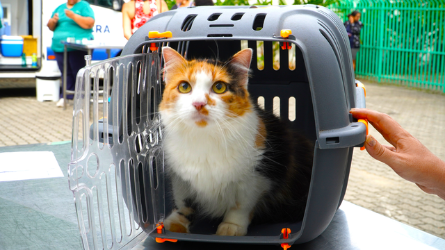 ILHABELA INICIA CAMPANHA SEMANAL DE VACINAÇÃO PARA CÃES E GATOS