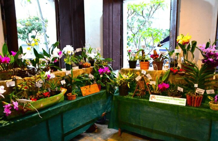 18ª EXPOSIÇÃO DE ORQUÍDEAS ENCANTA MORADORES E VISITANTES EM ILHABELA