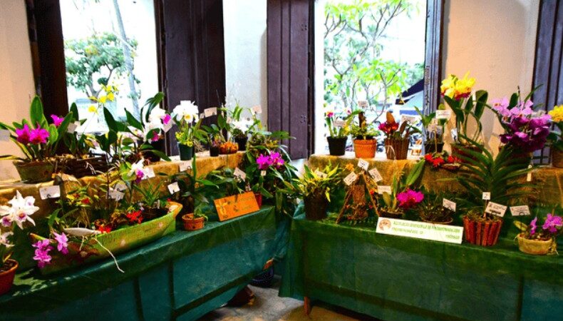 18ª EXPOSIÇÃO DE ORQUÍDEAS ENCANTA MORADORES E VISITANTES EM ILHABELA