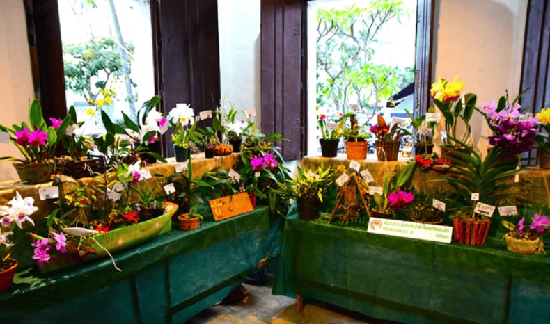 18ª EXPOSIÇÃO DE ORQUÍDEAS ENCANTA MORADORES E VISITANTES EM ILHABELA