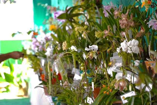 ILHABELA TERÁ PROGRAMAÇÃO ESPECIAL DE DIA DAS MÃES COM EXPOSIÇÃO DE ORQUÍDEAS E SHOW DA ORQUESTRA POPULAR
