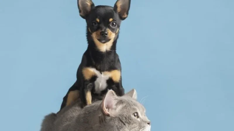 BAIXA UMIDADE E FRIO EXIGEM CUIDADOS ESPECIAIS COM A SAÚDE DOS PETS NO INVERNO