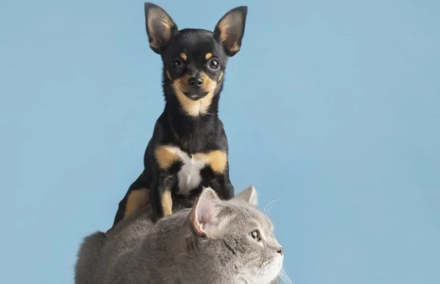 BAIXA UMIDADE E FRIO EXIGEM CUIDADOS ESPECIAIS COM A SAÚDE DOS PETS NO INVERNO