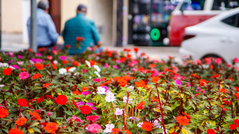 PRIMAVERA CHEGA A GUARAREMA COM FLORES, ÁREAS VERDES E OPÇÕES DE PASSEIOS AO AR LIVRE