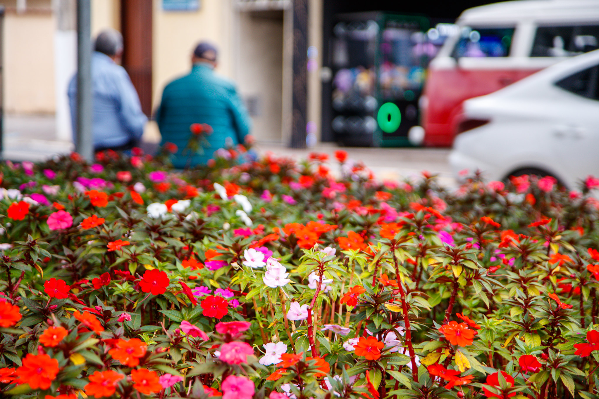 PRIMAVERA CHEGA A GUARAREMA COM FLORES, ÁREAS VERDES E OPÇÕES DE PASSEIOS AO AR LIVRE